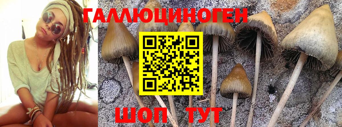 Галлюциногенные грибы Cubensis Каспийск